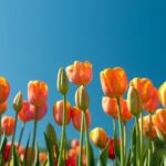 Spring-150x150-1