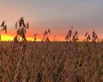 Iowa-1-150x120-1
